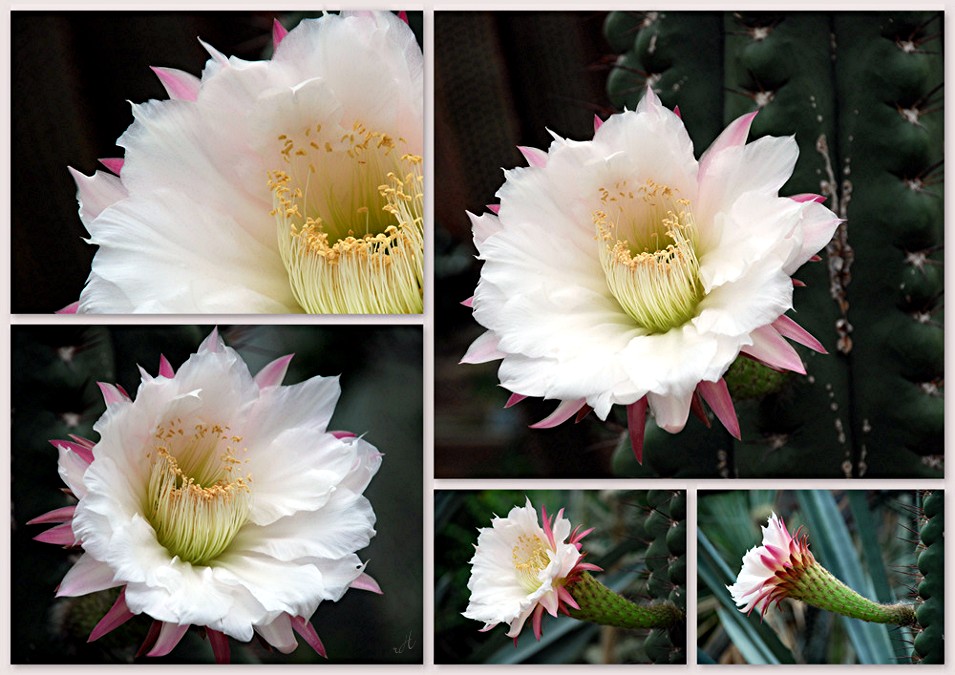 Echinopsis terschekii