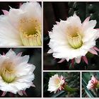 Echinopsis terschekii