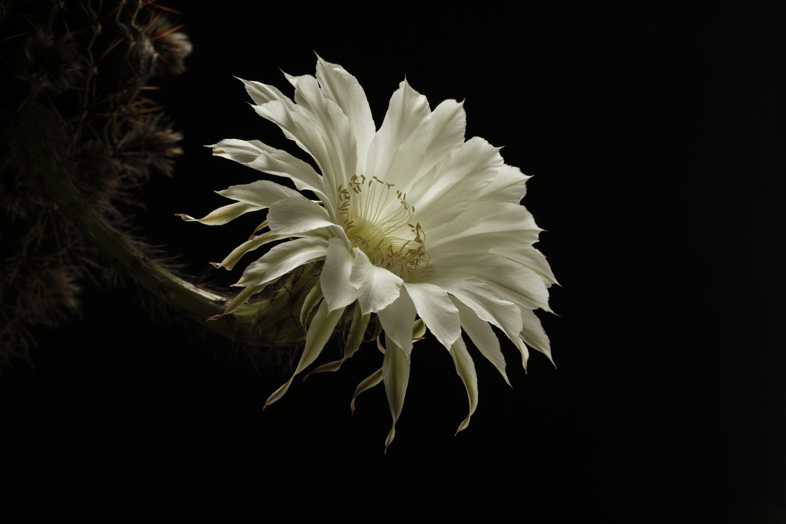 Echinopsis tubiflora