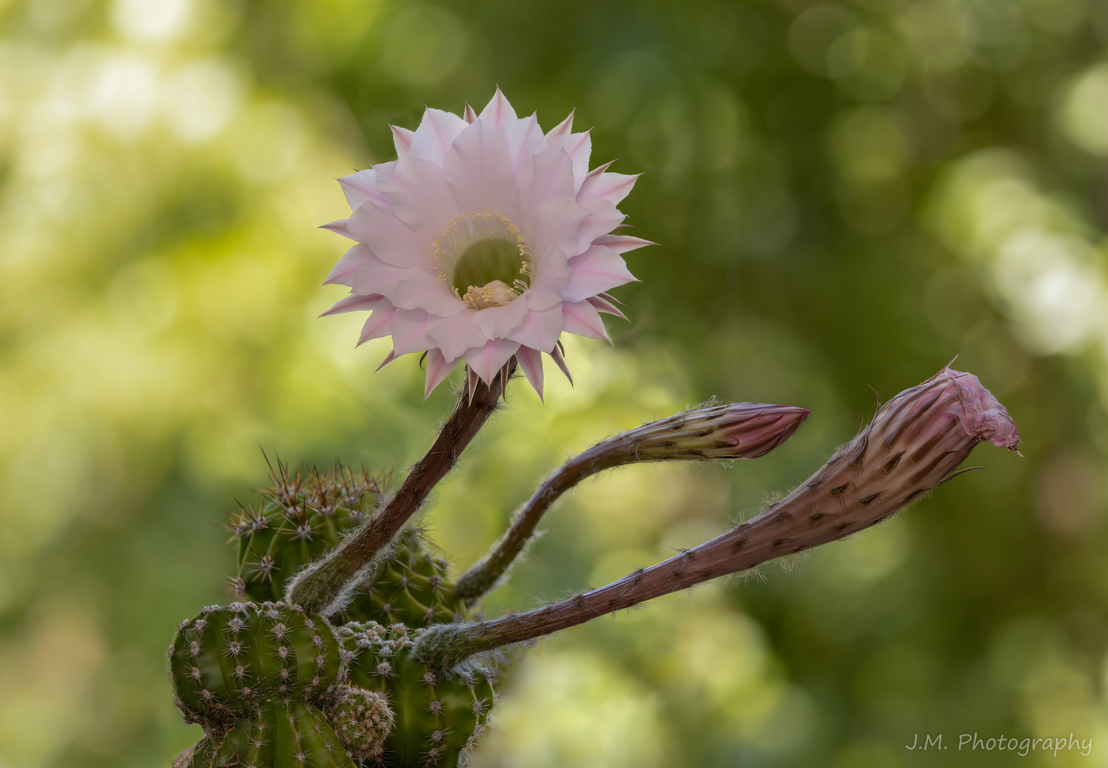 Echinopsis tubiflora