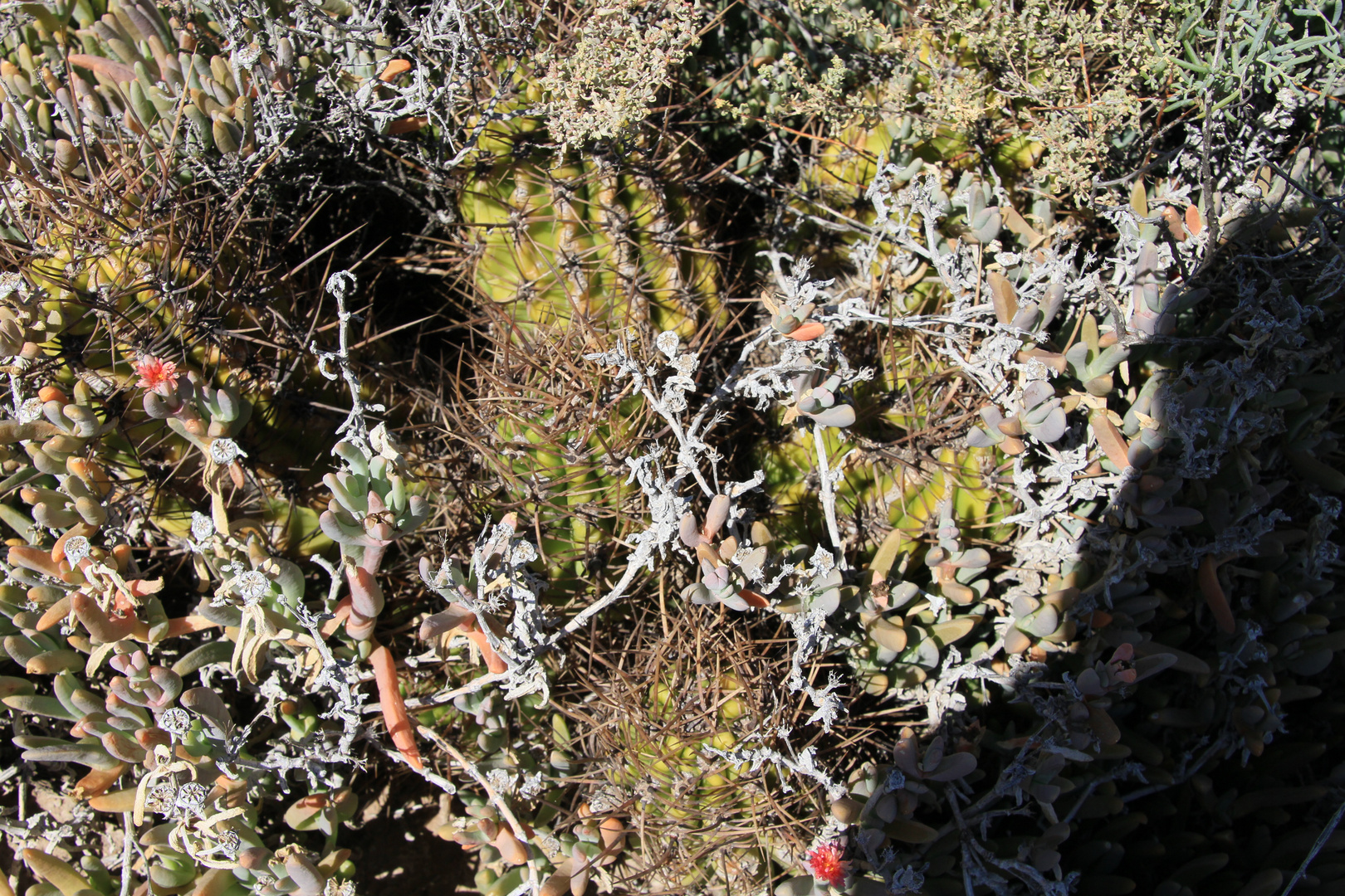 Echinopsis und Sedum (am Naturstandort in der Provinz Mendoza/Argentinien)