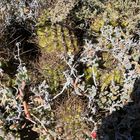 Echinopsis und Sedum (am Naturstandort in der Provinz Mendoza/Argentinien)