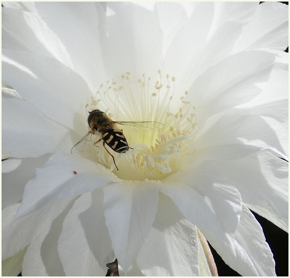 Echinopsisblüte mit Schwebefliege