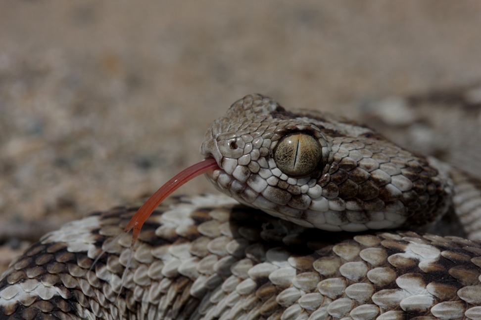 Echis carinatus sochureki