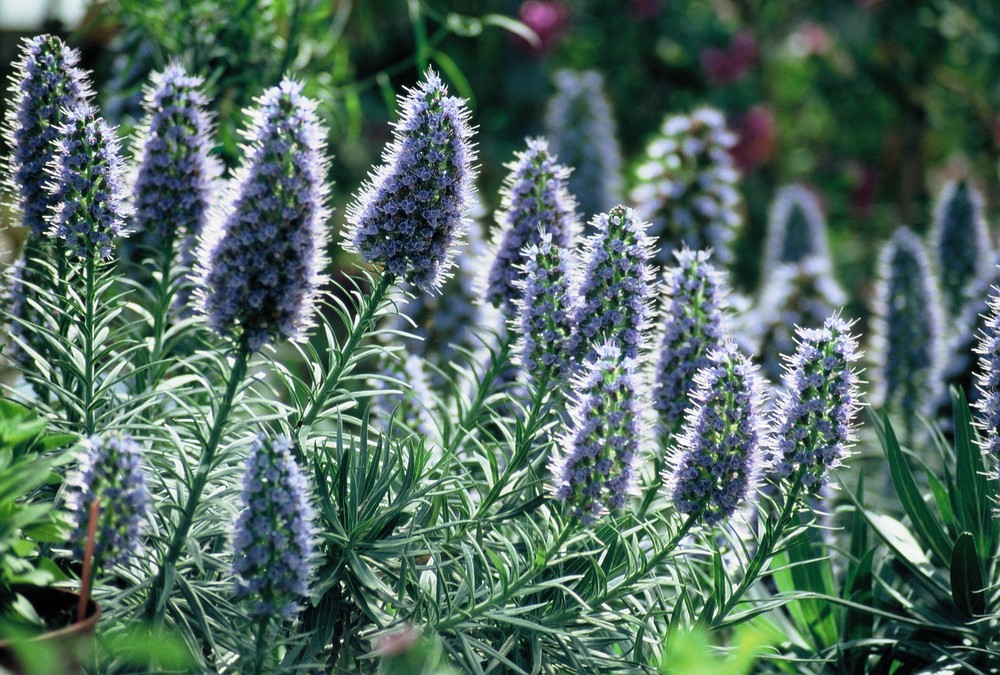 echium en contre jour