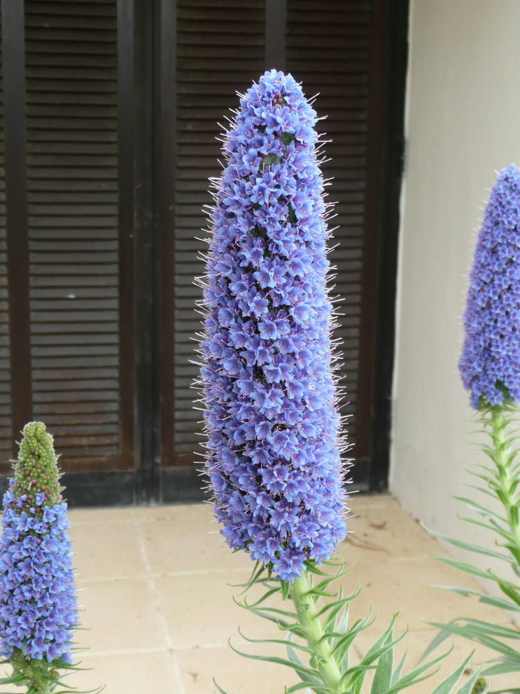 Echium in Portugal