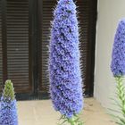 Echium in Portugal