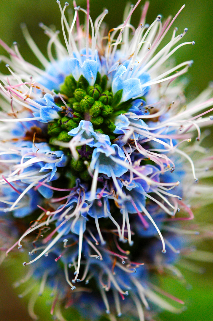 Echium nervosum