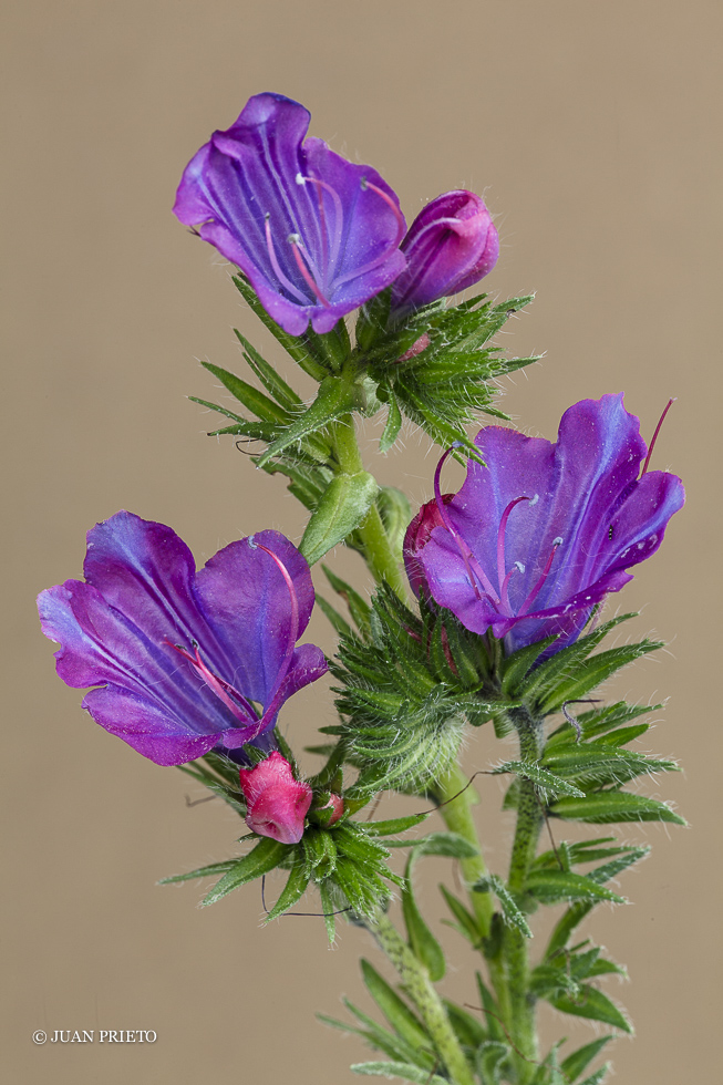 Echium Plantagineum