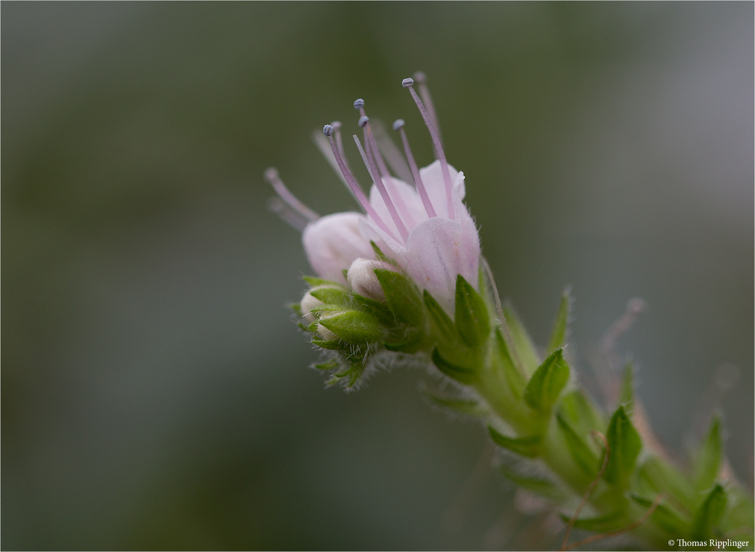 Echium simplex