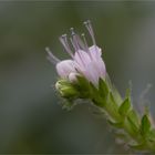 Echium simplex