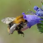 Echium vulgare mit Besuch