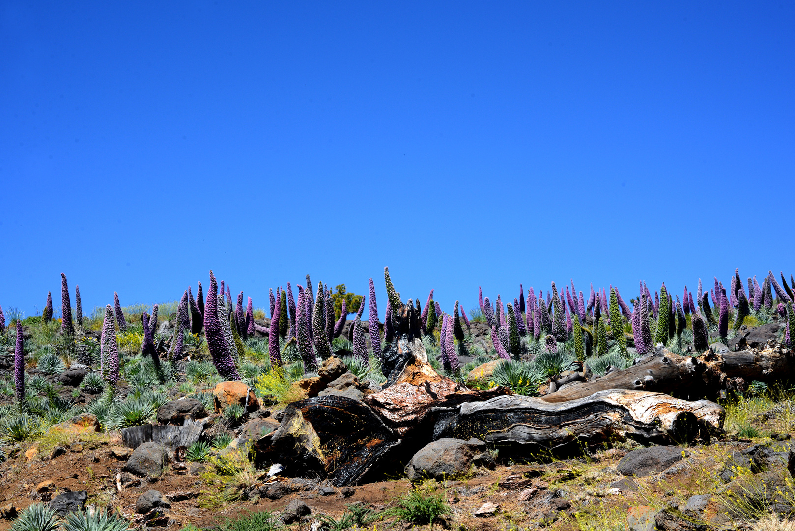 Echium wildpredti und Totholz