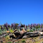 Echium wildpredti und Totholz