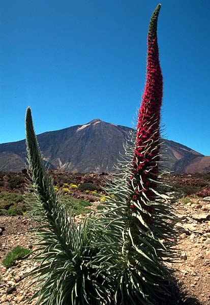 Echium wildpretii vor Teide