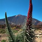 Echium wildpretii vor Teide