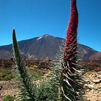 Echium wildpretii vor Teide