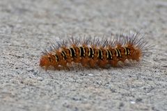 Echo Moth (Seirarctia echo) Raupe