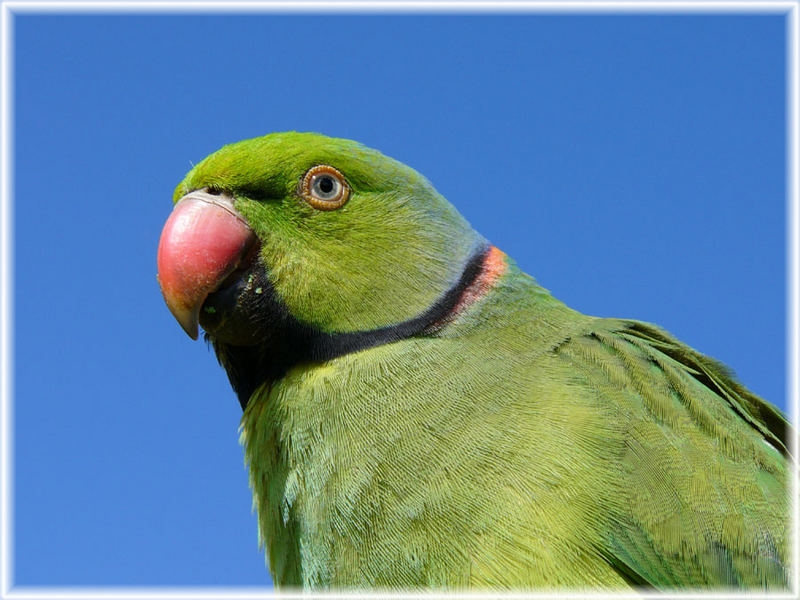 Echo Parakeet (Psittacula eques)