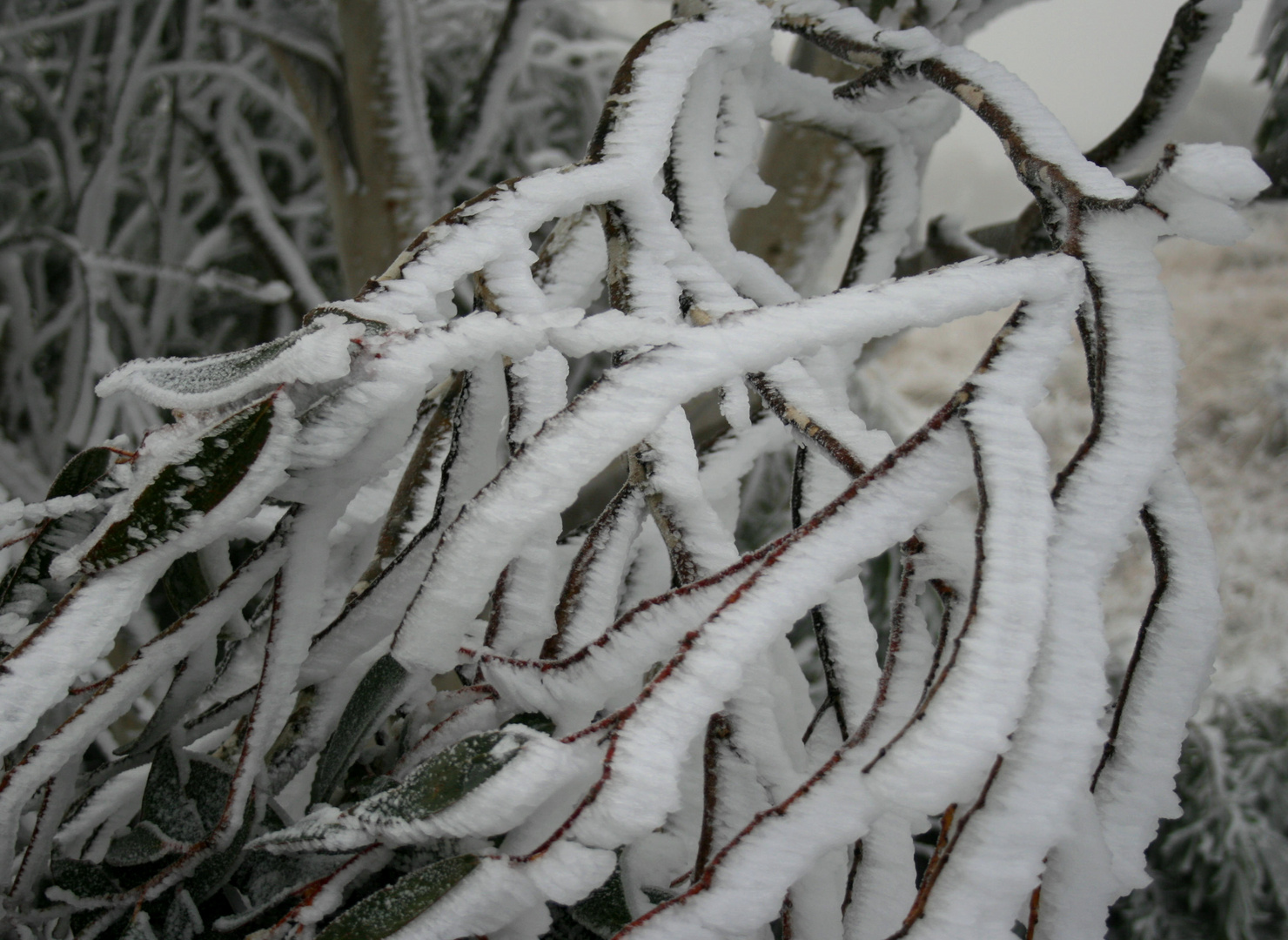 Echo's of winter