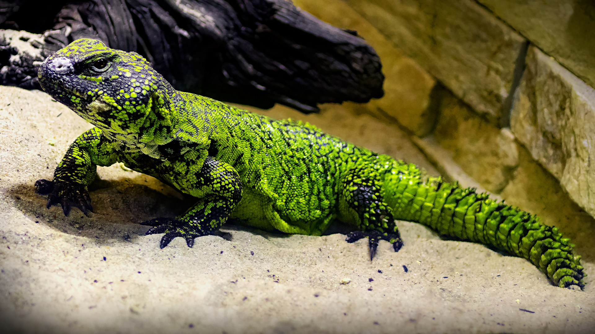 Echse Foto & Bild | tiere, zoo, wildpark & falknerei, natur Bilder auf ...