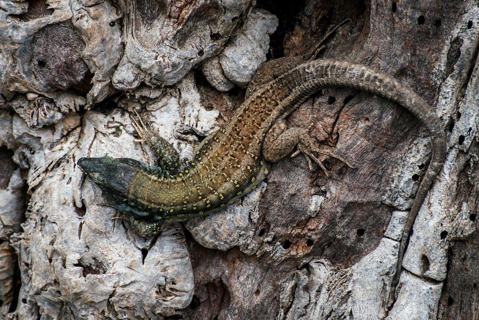 Echse am Drachenbaum