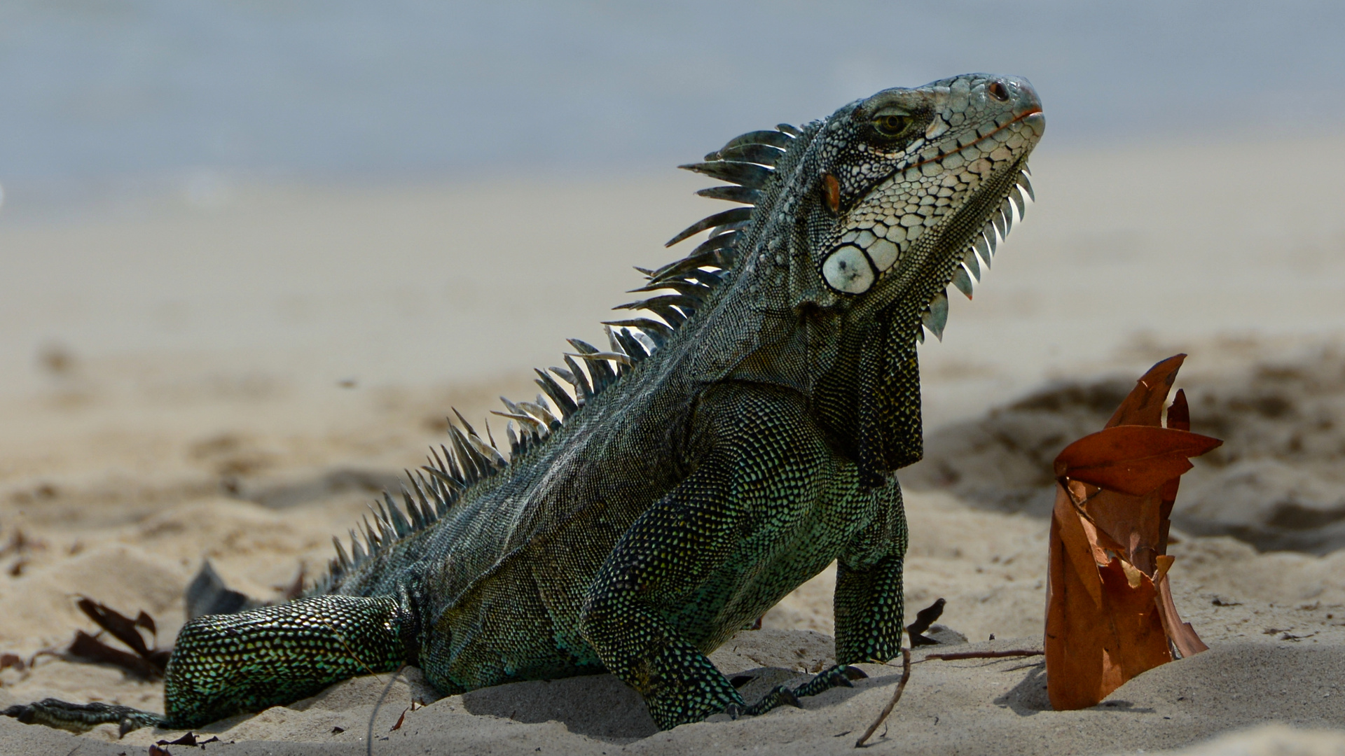 ECHSE AM STRAND / GUADELOUPE 