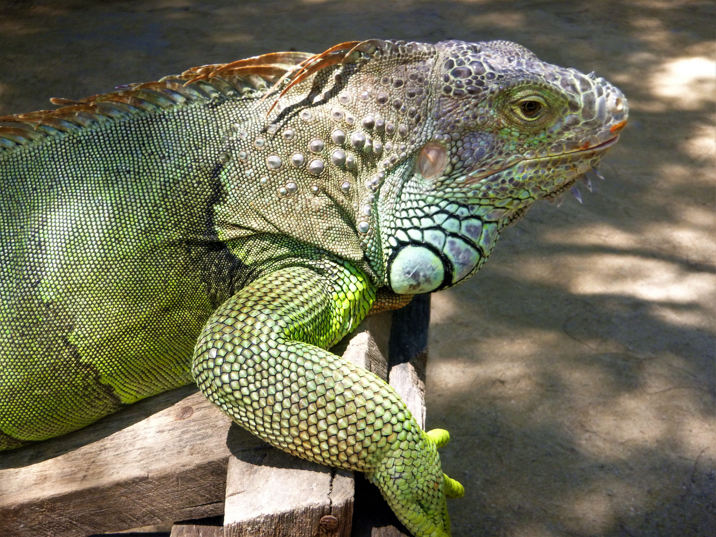 Echse auf Bali