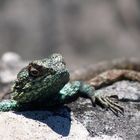 Echse auf dem Tafelberg