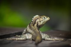 Echse auf den Galapagos Islands