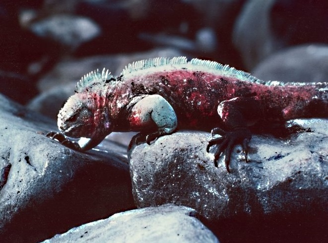 Echse auf Galapagos