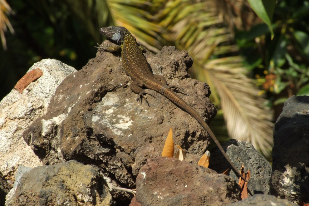 Echse auf Tenerife