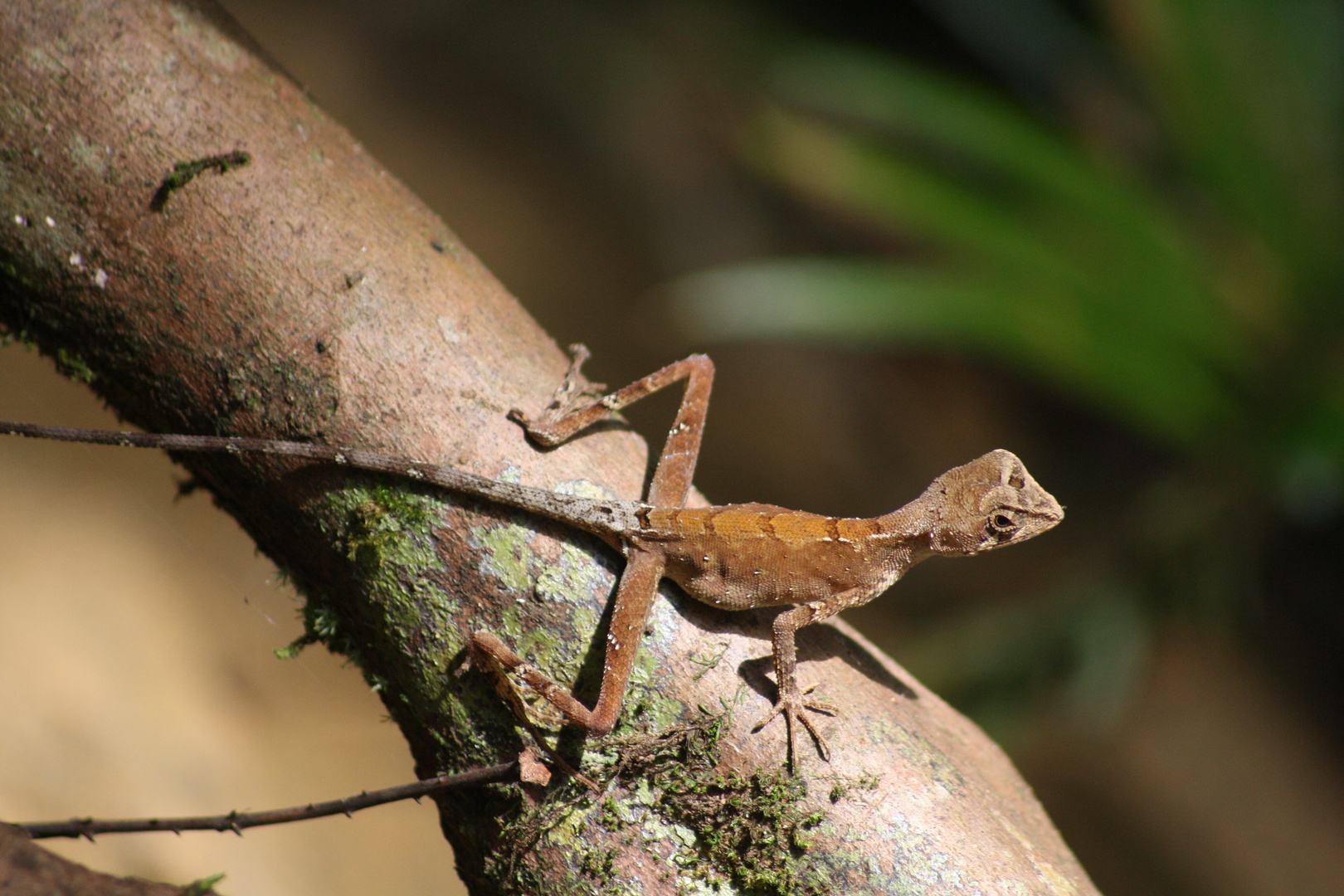 Echse aus dem Regenwald