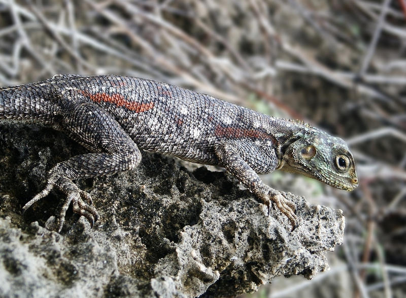 Echse aus Kenia