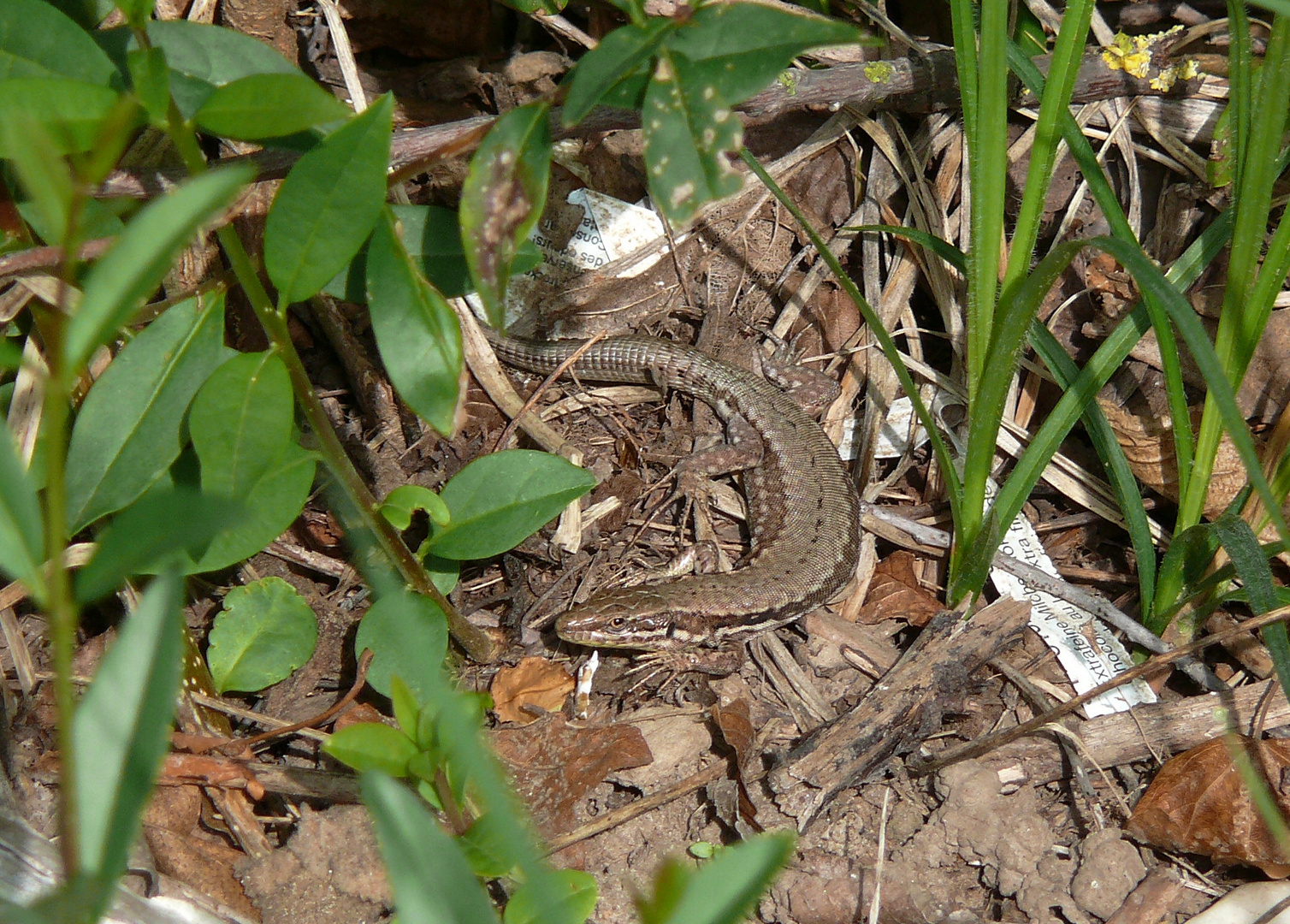 Echse beim Sonnenbad