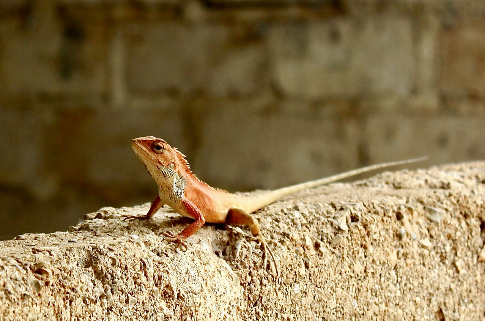 Echse (Calotes Versicolor)