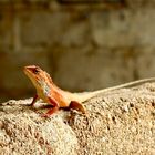 Echse (Calotes Versicolor)