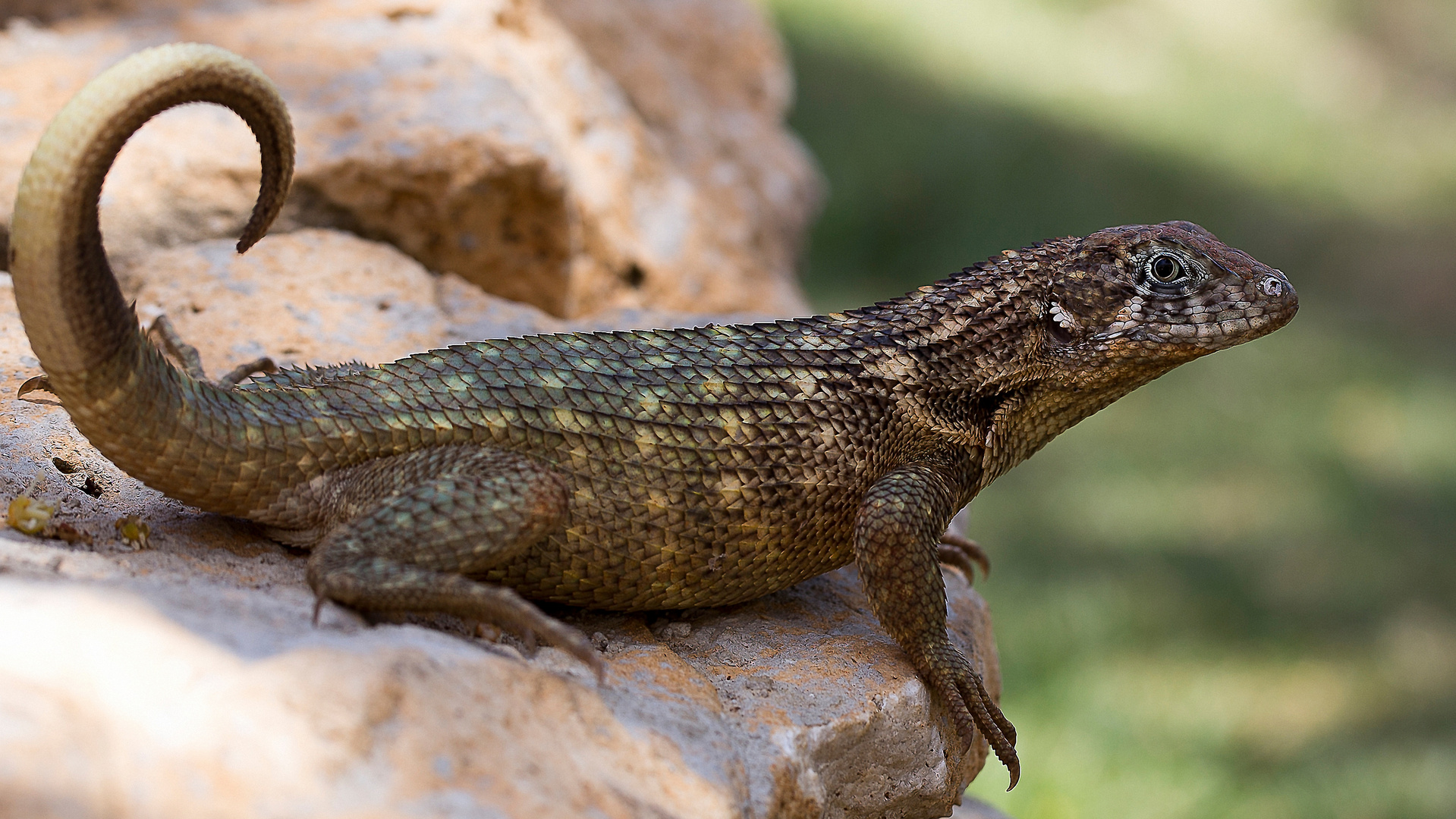 Echse Foto & Bild tiere, wildlife, wildlife sonstige tiere Bilder