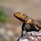 Echse (genauer weiß ich's leider nicht), Damaraland. Namibia.