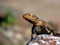 Echse (genauer weiß ich's leider nicht), Damaraland. Namibia.