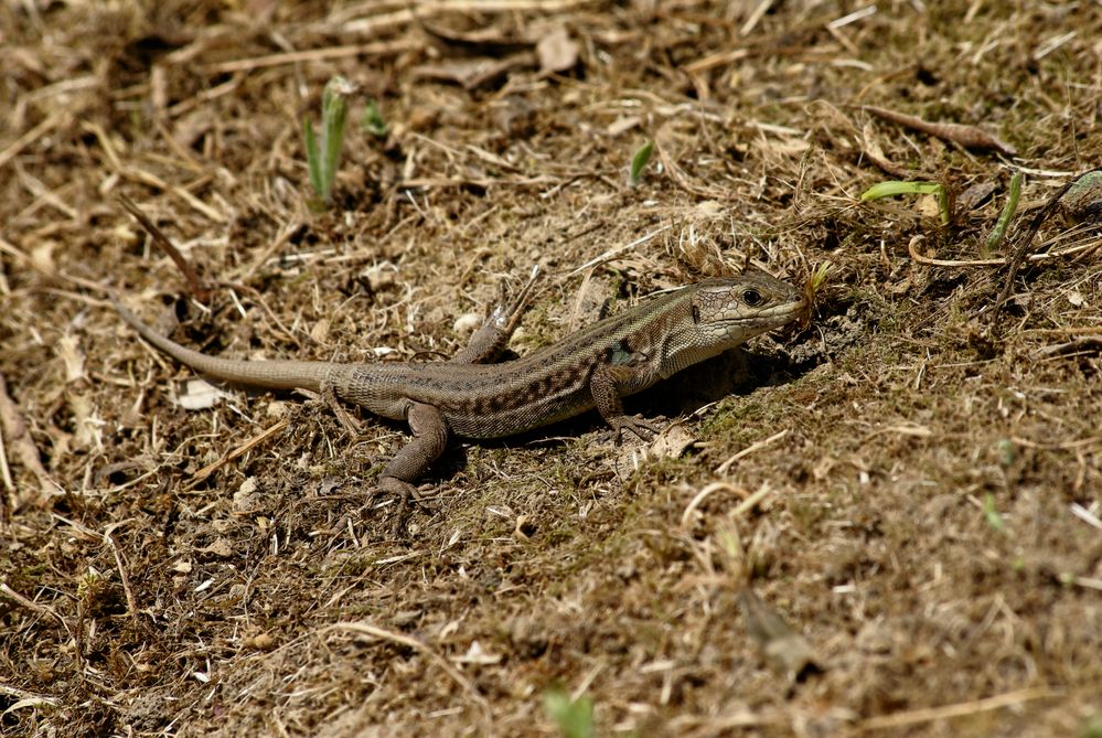 Echse, Griechenland Makro Foto & Bild tiere, wildlife, amphibien