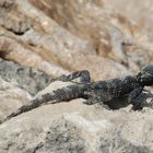 Echse (Hardun) bei Kemer am Strand