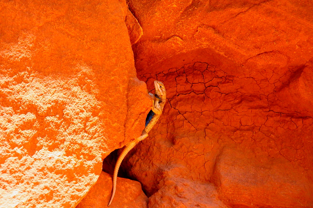 Echse im Antelope Canyon