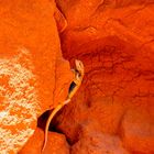 Echse im Antelope Canyon