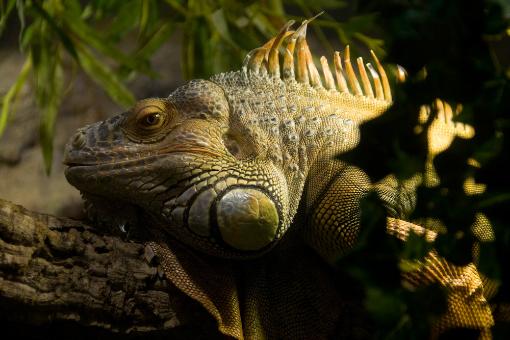 Echse im Aquarium Barcelona (2er Versuch)