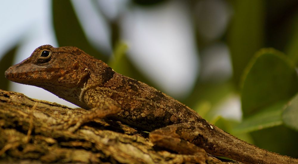 Echse im Bot. Garten Foto & Bild tiere, zoo, wildpark & falknerei