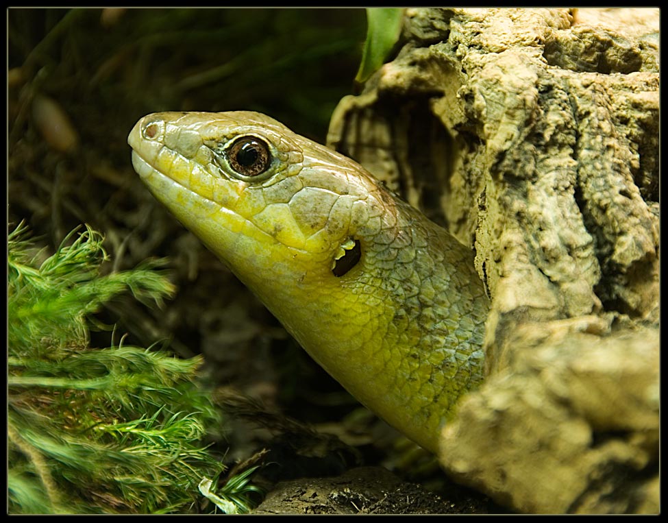 Echse im Darmstädter Vivarium