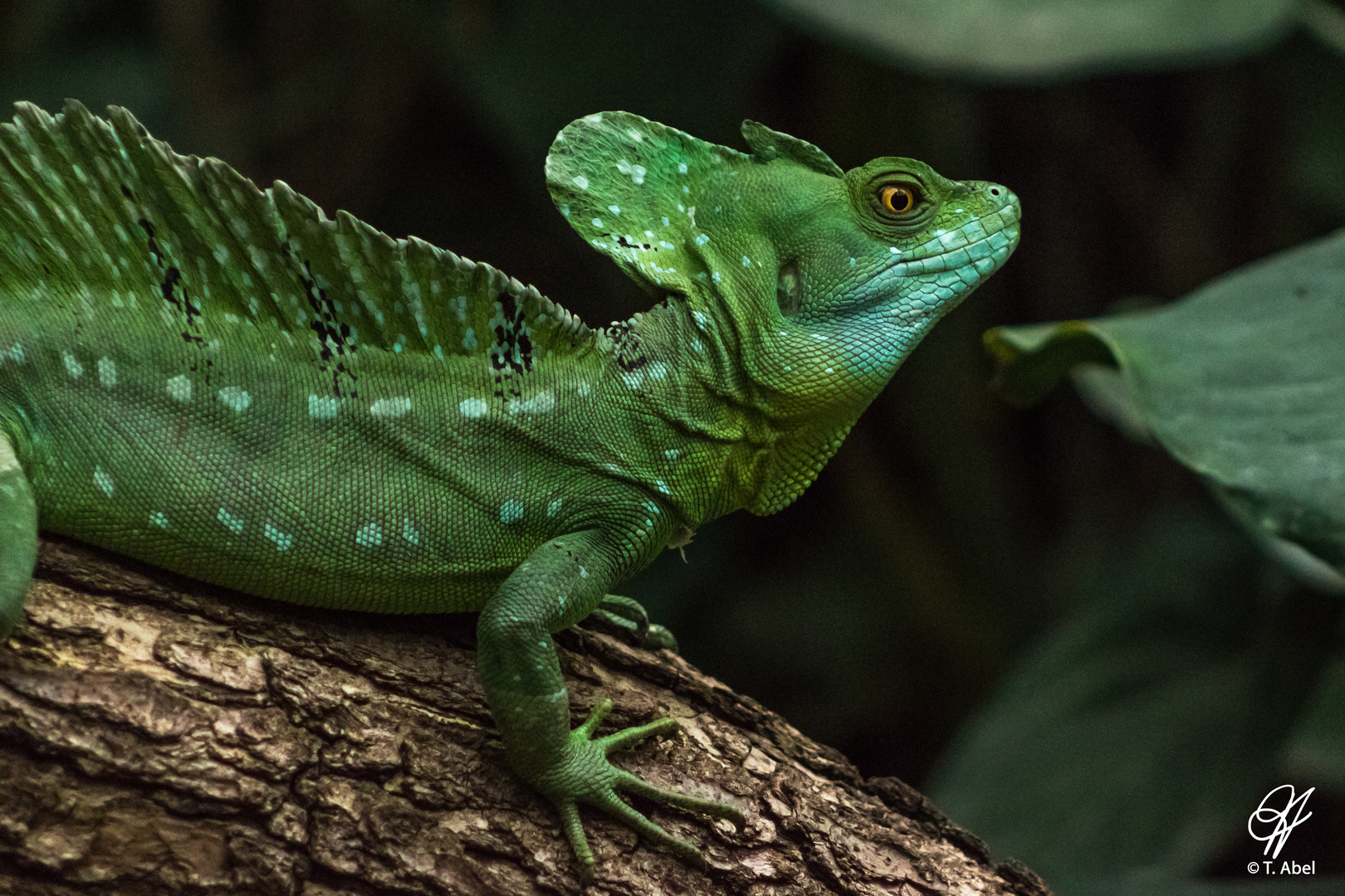 Echse im Frankfurter Zoo