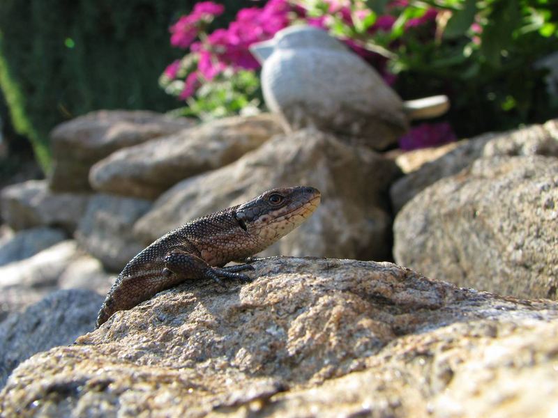 Echse im Garten auf der Lauer, auf der Mauer...