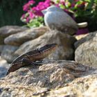 Echse im Garten auf der Lauer, auf der Mauer...